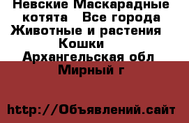 Невские Маскарадные котята - Все города Животные и растения » Кошки   . Архангельская обл.,Мирный г.